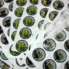 Round Decals